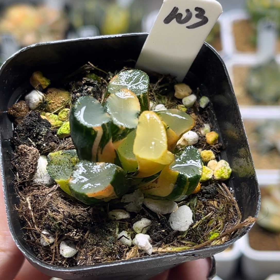 103欧大宝万象锦（根不好介意勿拍）福利专场