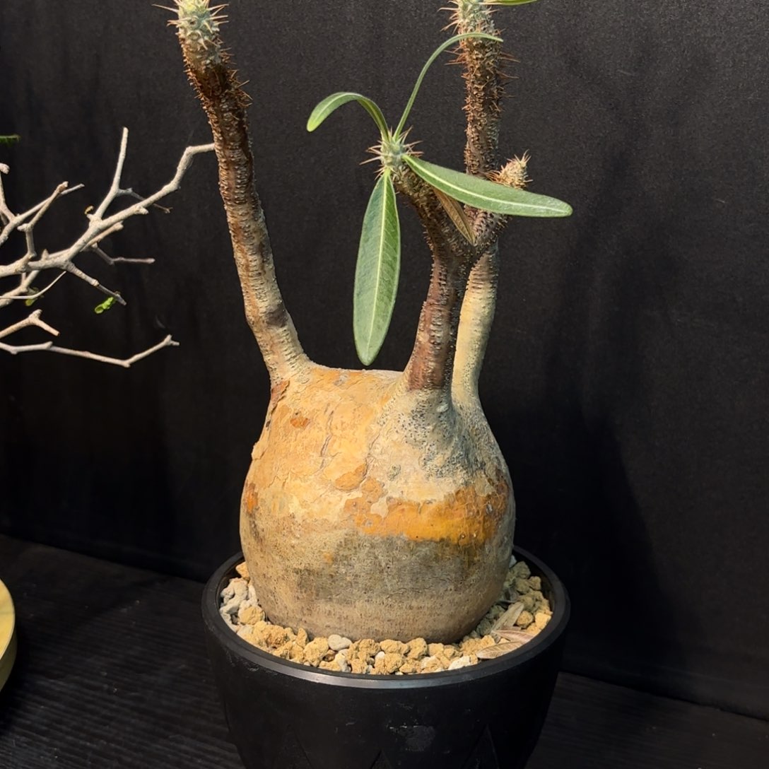 Y*b象牙宫熟桩带盆土