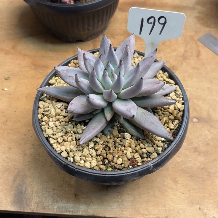 多肉植物，魔爪199号