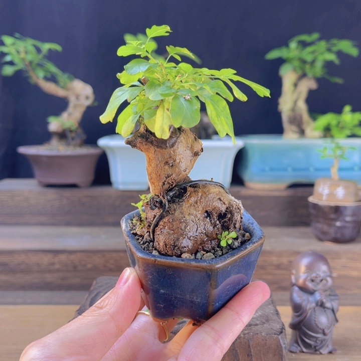 全部花朵黄荆盆景一物一拍，会开花