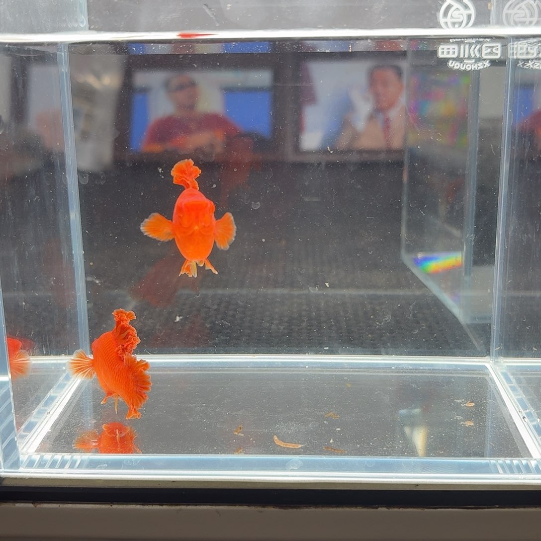 观***今海水鱼半月尾红箭鱼2母