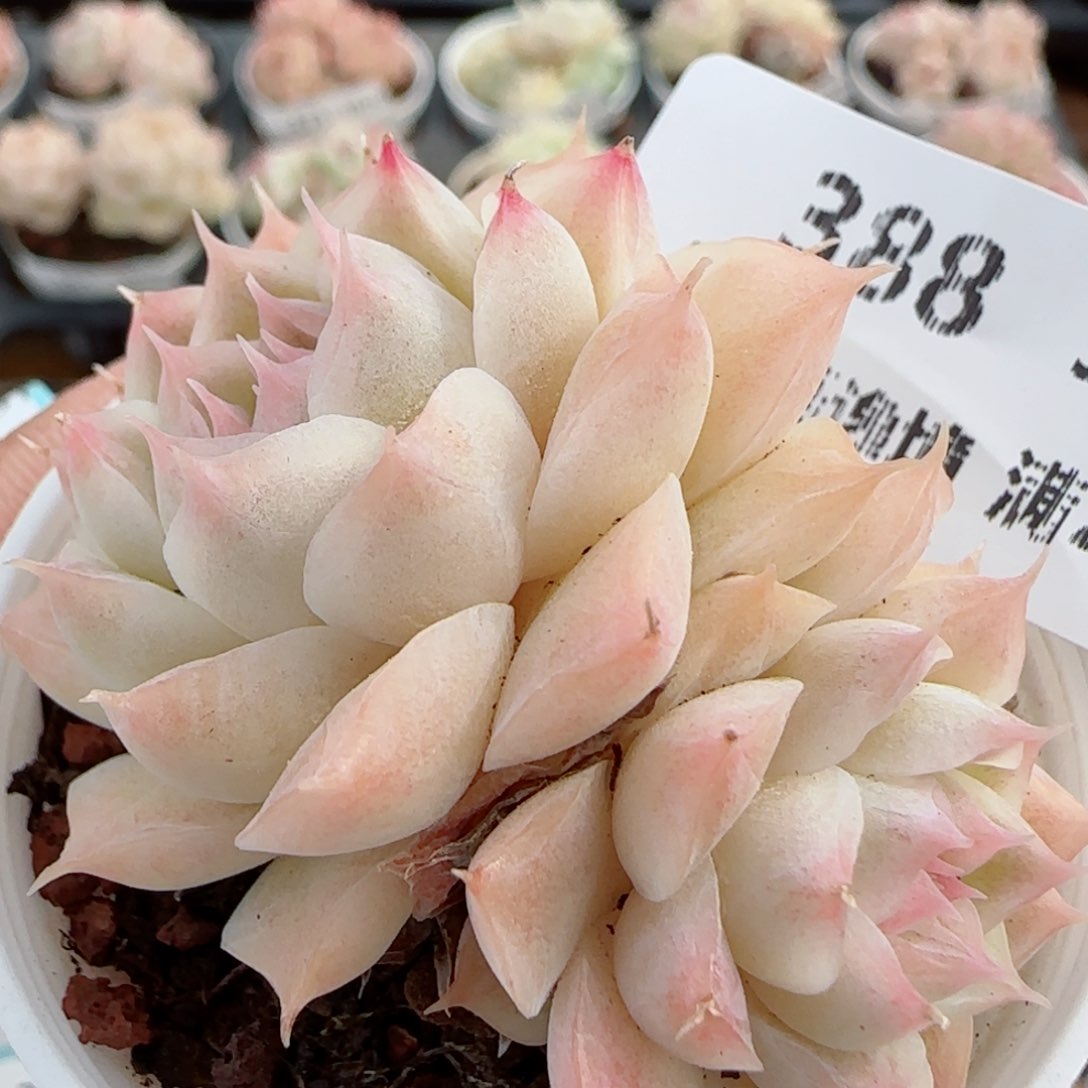 花语逸镜0326-388