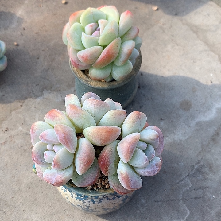 一物一拍，冰玉群两颗带盆