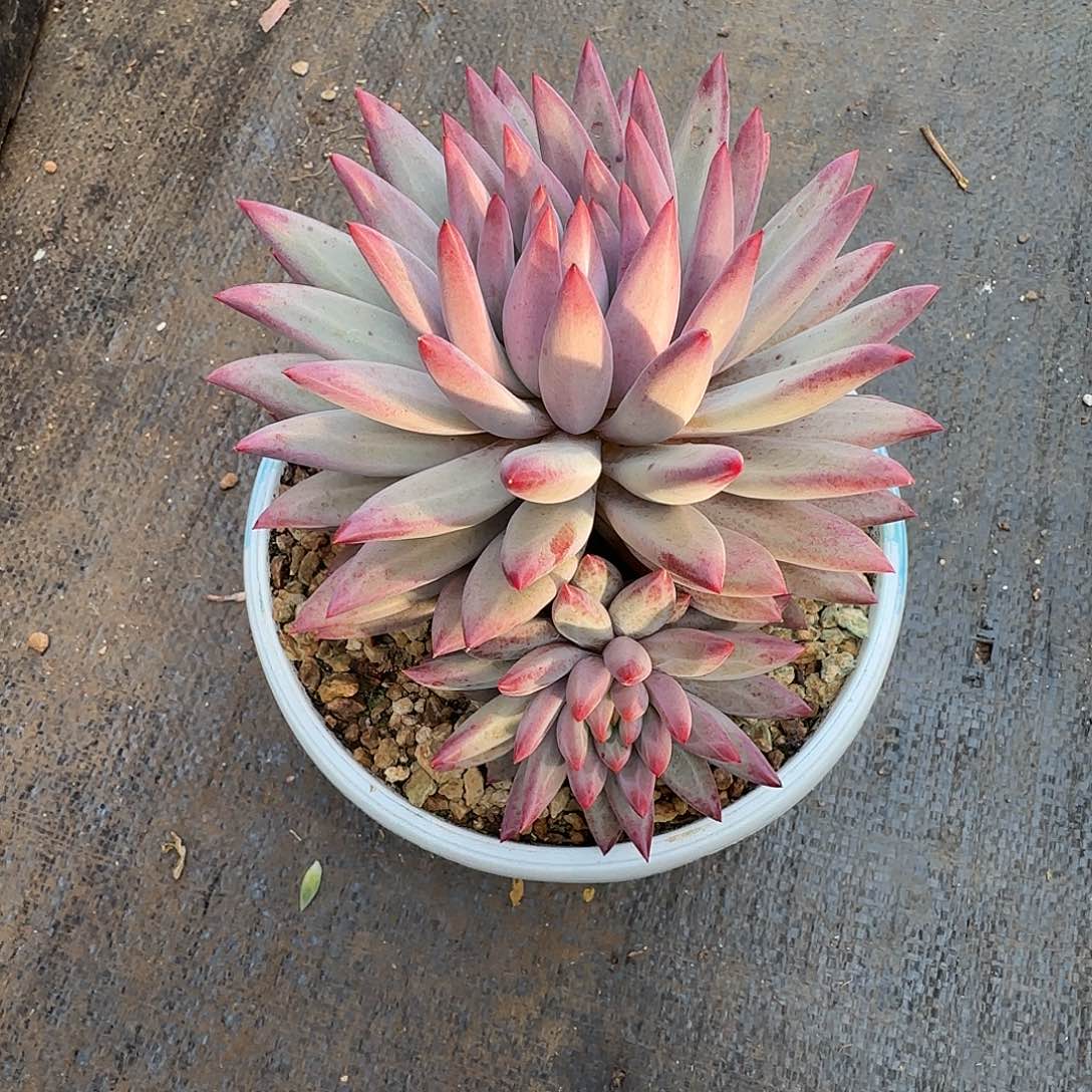 请****玲兴兴园艺。 虞美人