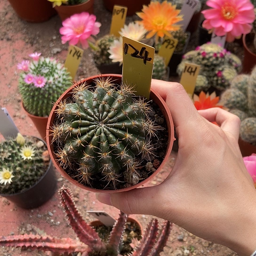 星***河L33 牡丹丽花仙人球