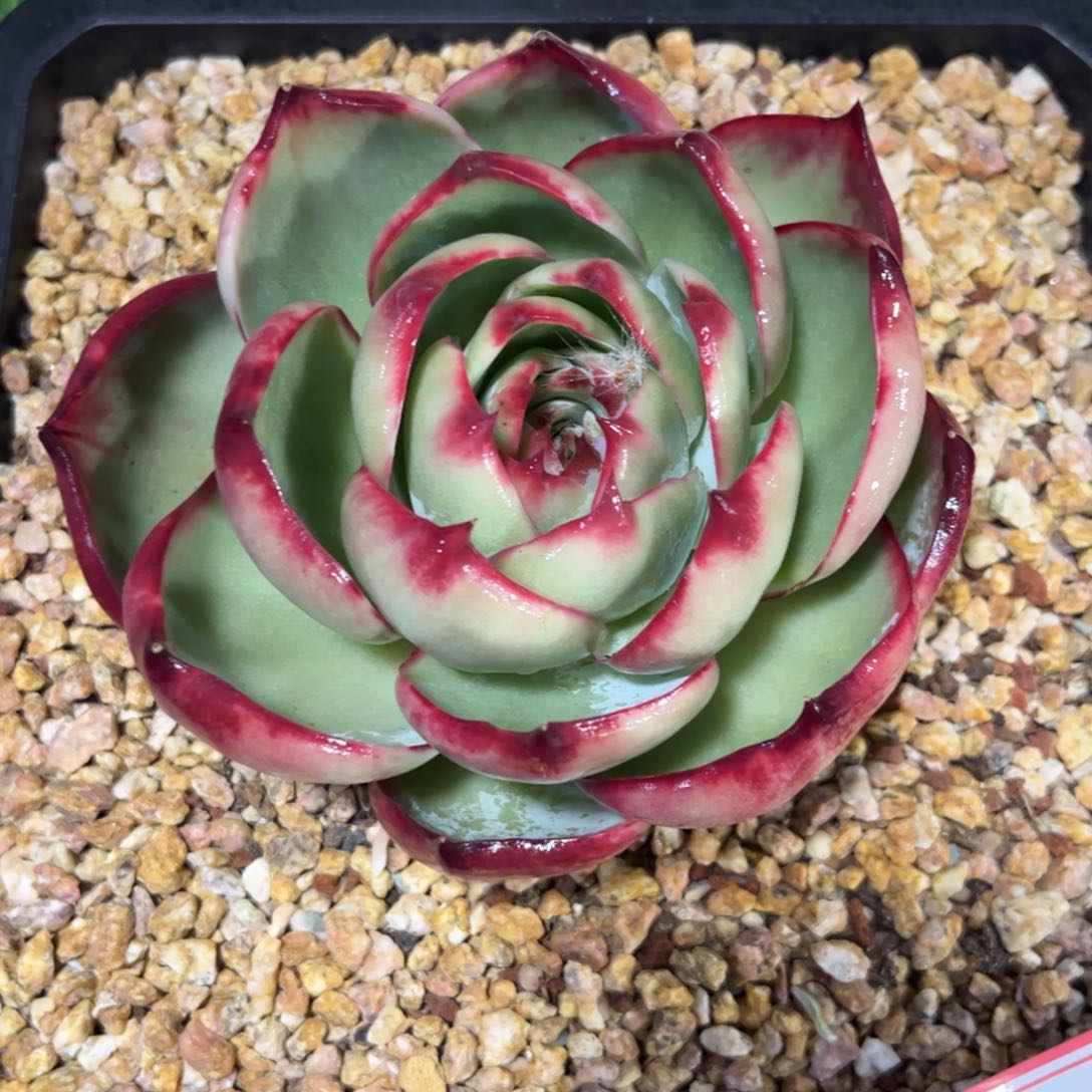 @*月惊鸿仙子 一物一拍