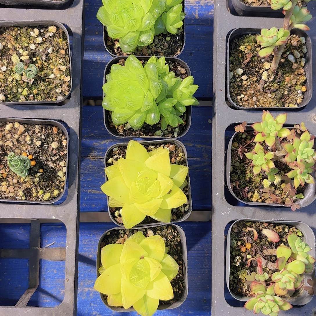 三***牛C960四颗一物一拍