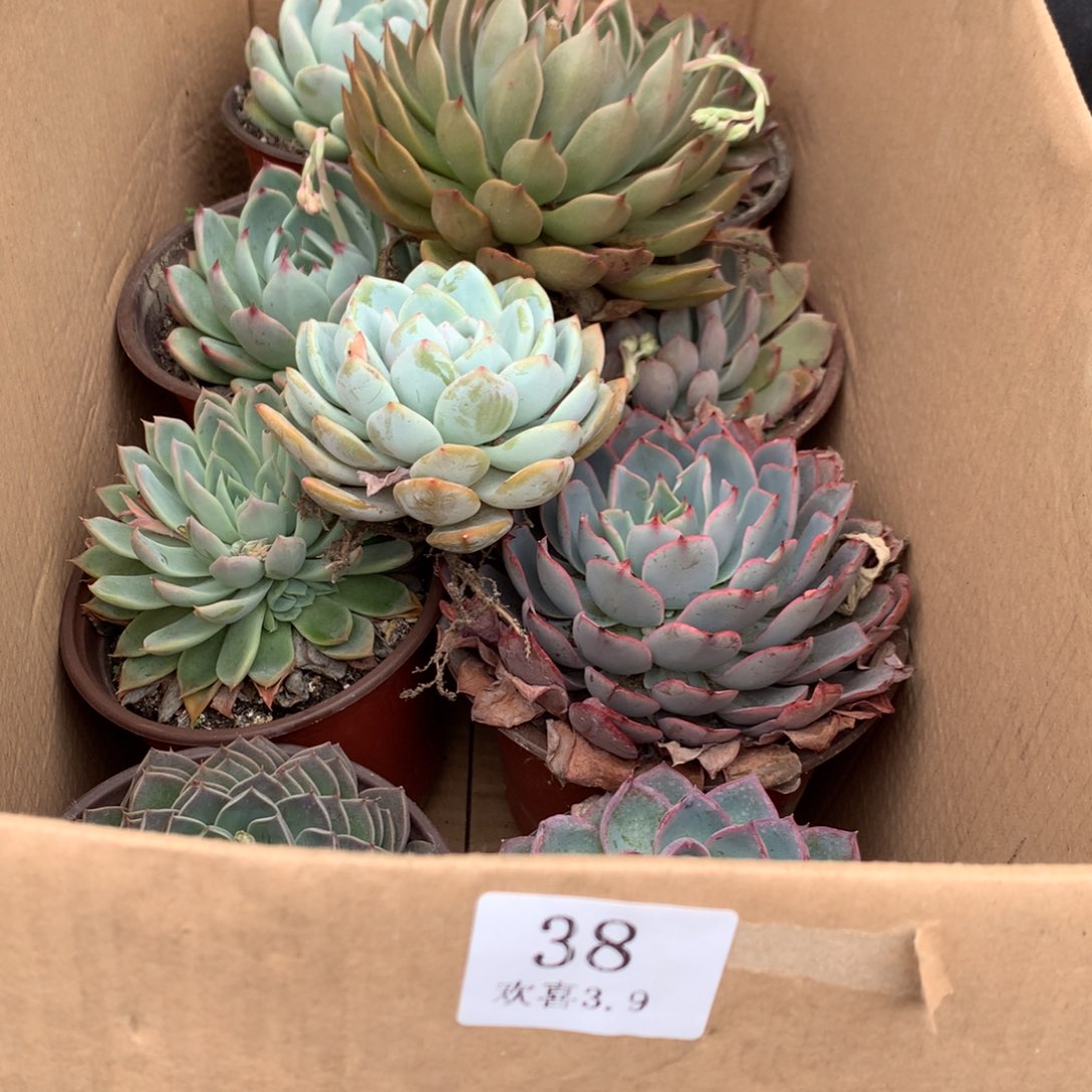 38一箱十棵不重复