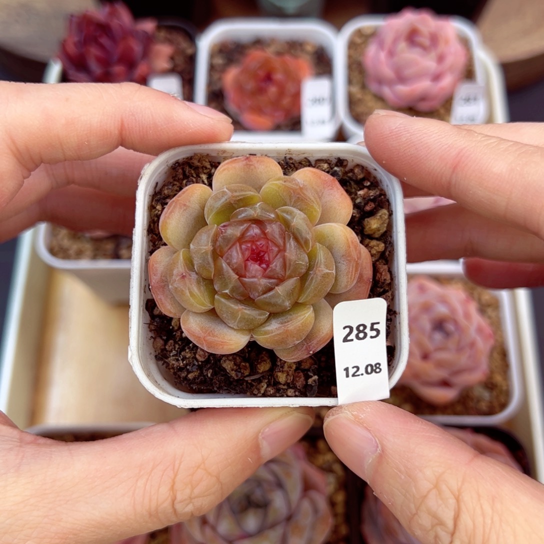 好好看285、哈哈哈哈