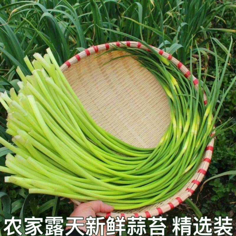 【农家自种】新鲜精品蒜苔批发新鲜蔬菜蒜苔正宗红帽长款新鲜采摘