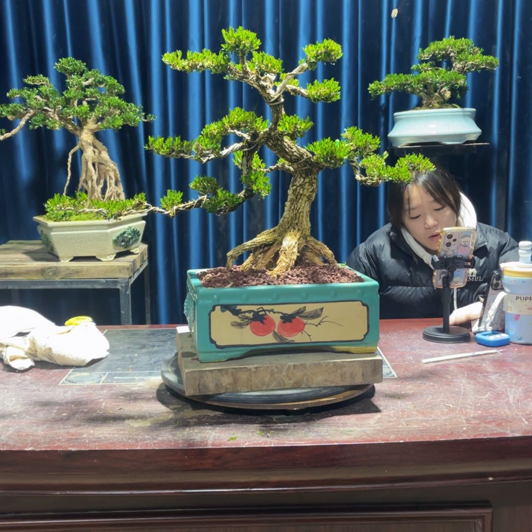 黄杨盆景老桩四季长青