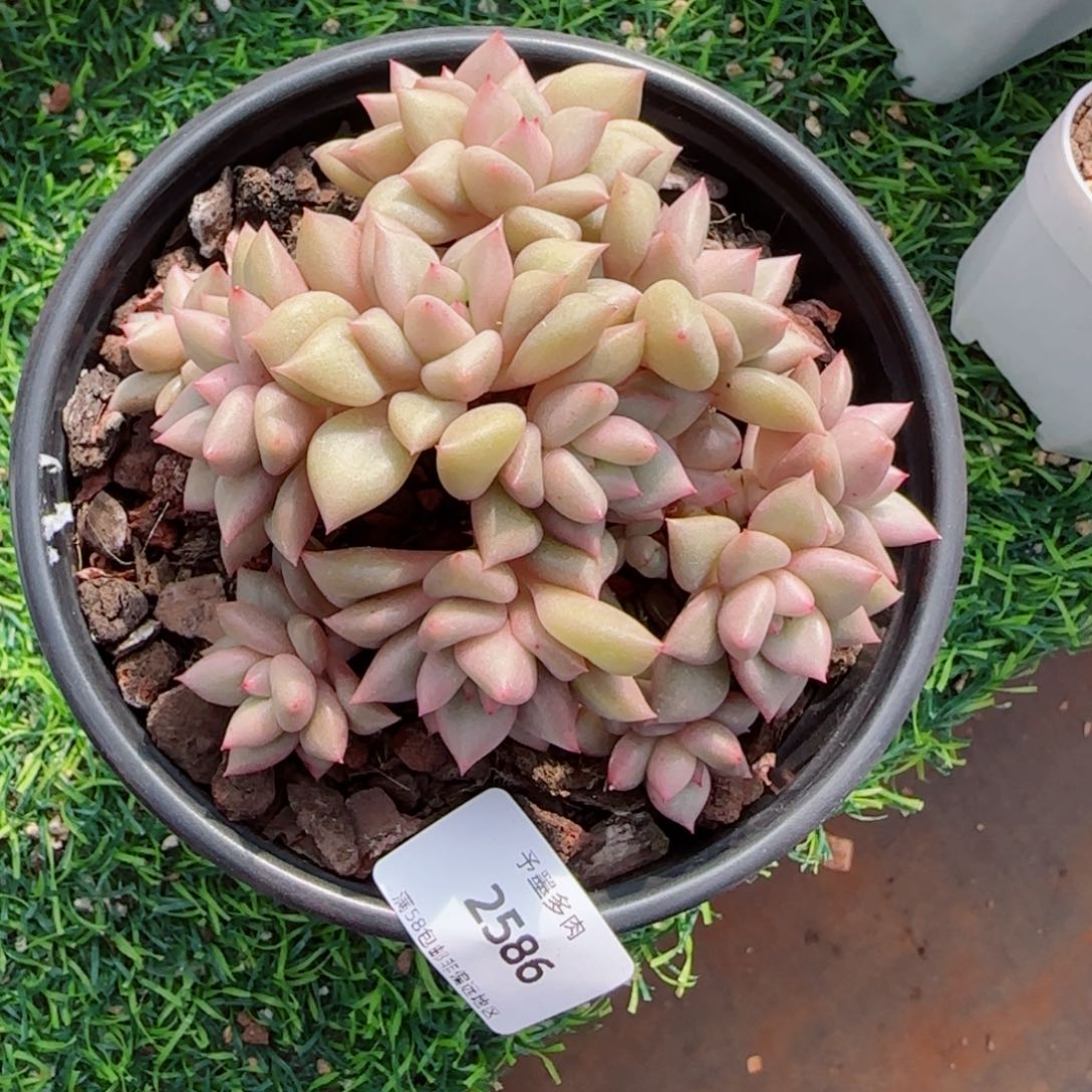 黄金象牙，2586多肉