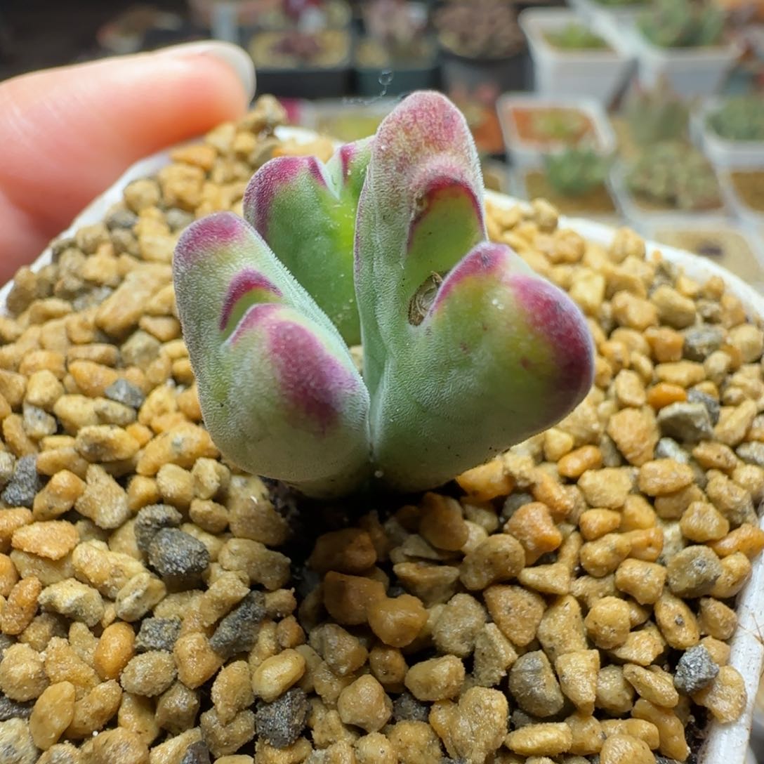 多肉植物情人节少将杂100号