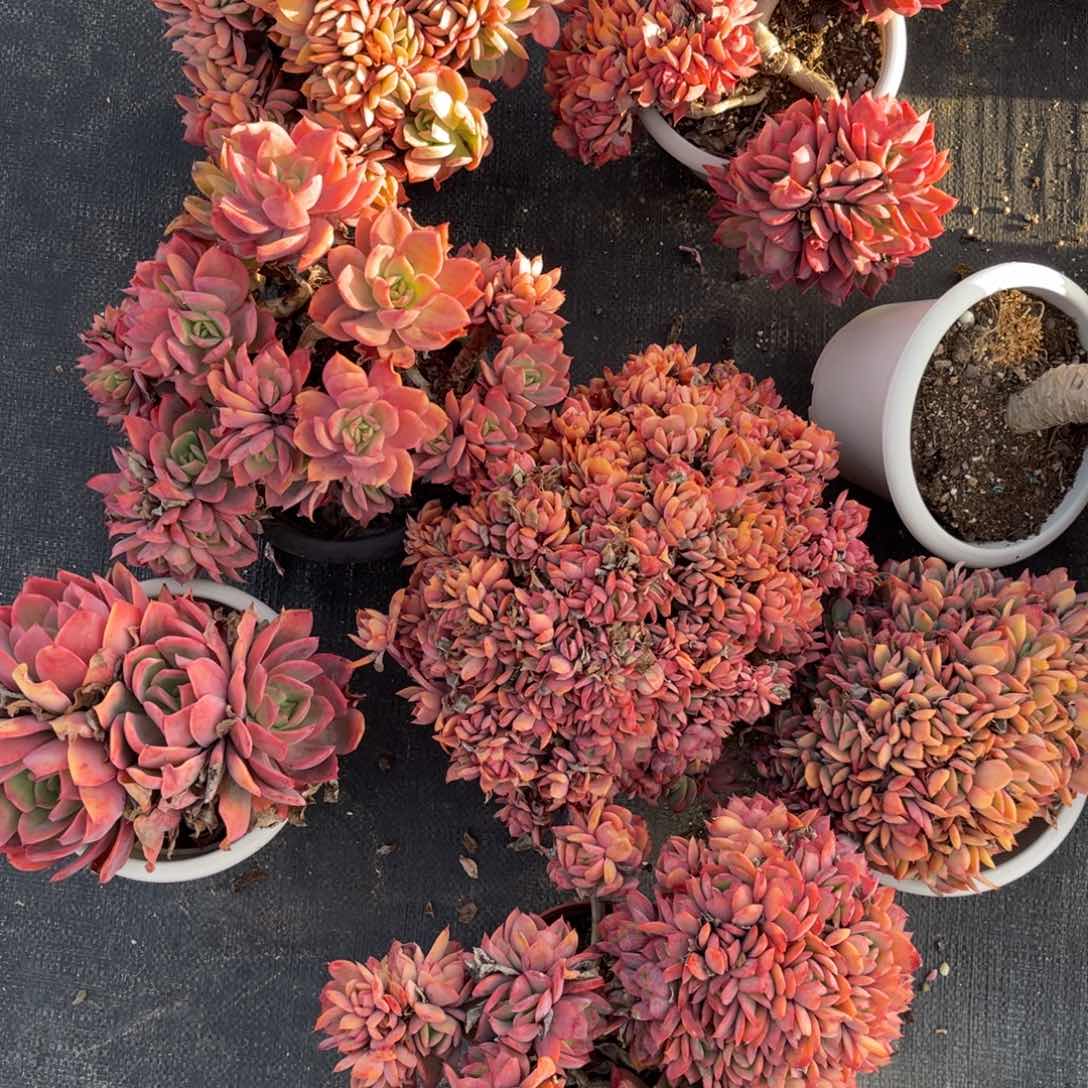 云舍多肉新年福利-绮罗