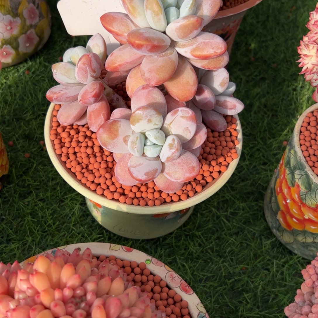 海***萍雪美人多肉植物保护