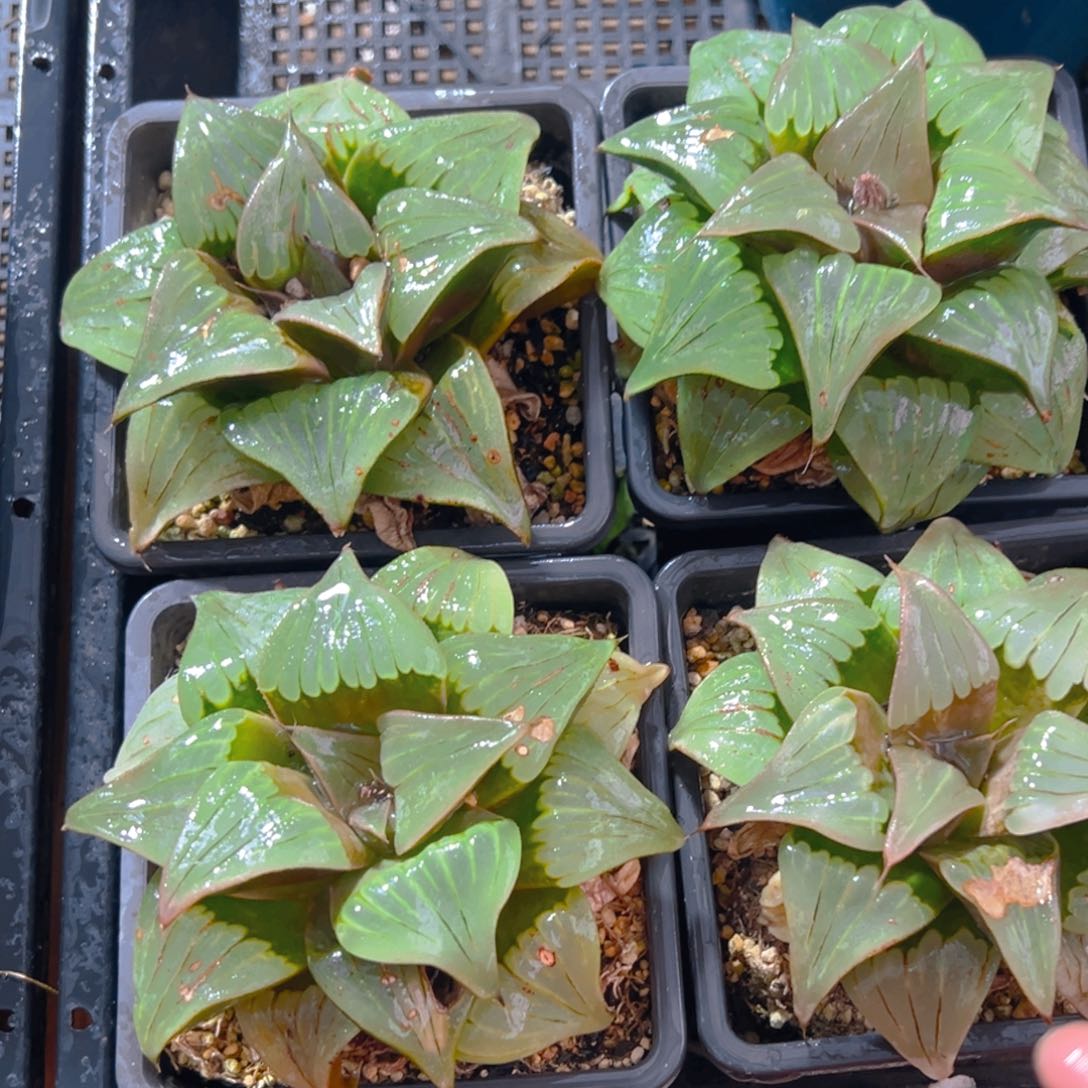 瑕疵媚凤母本玉露多肉一颗