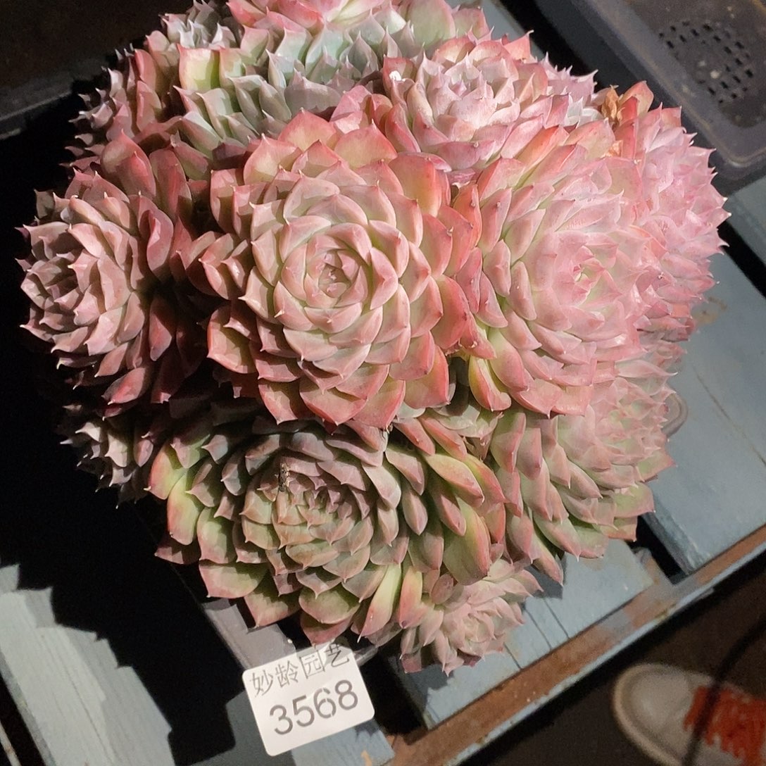 中***23568杂交老庄基地～20厘米