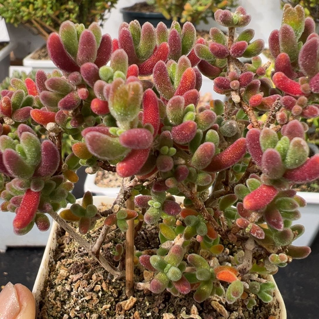 D2343红叶一物一拍