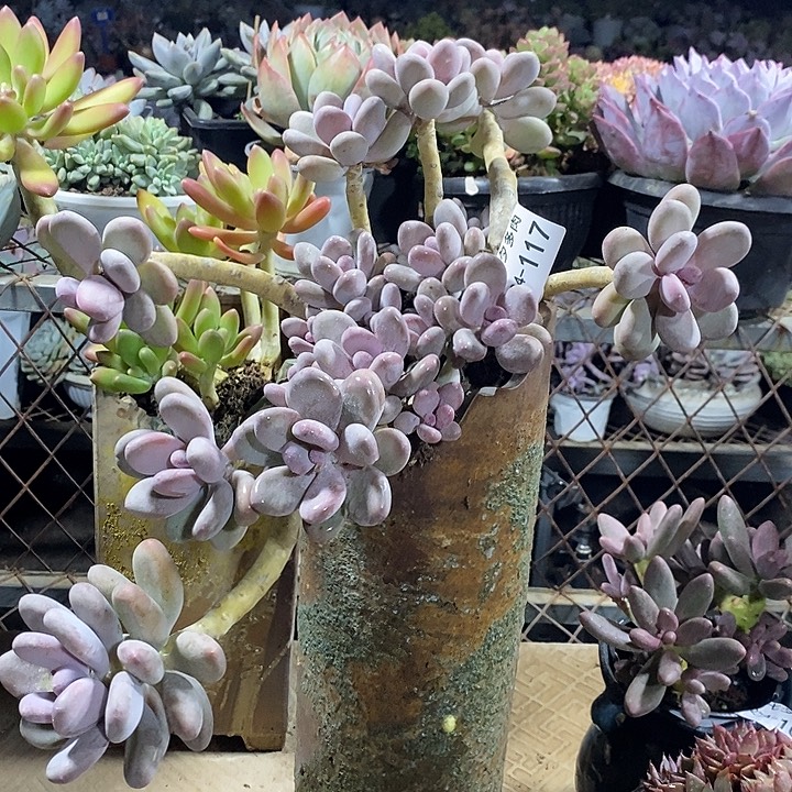 小七夕多肉桃美人117