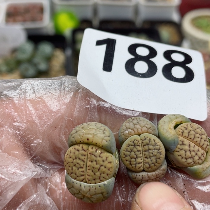 188线招福3颗满18包邮