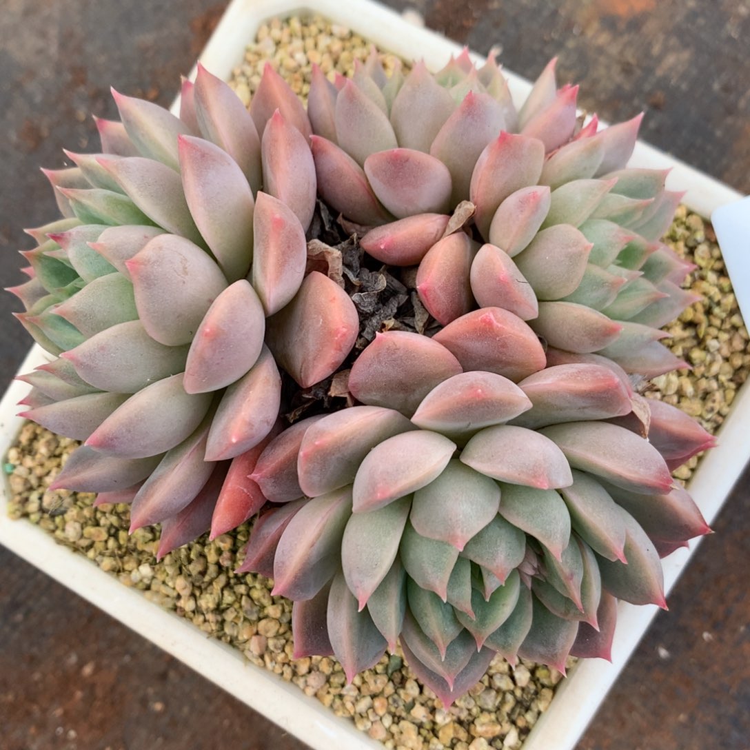 7053杂交多肉植物