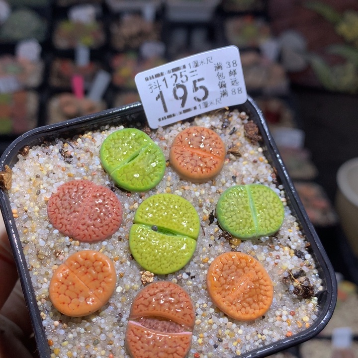 精品生石花125.195