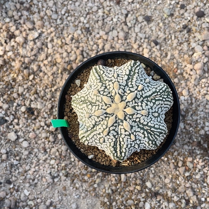 漫***步实生海星兜福利福利