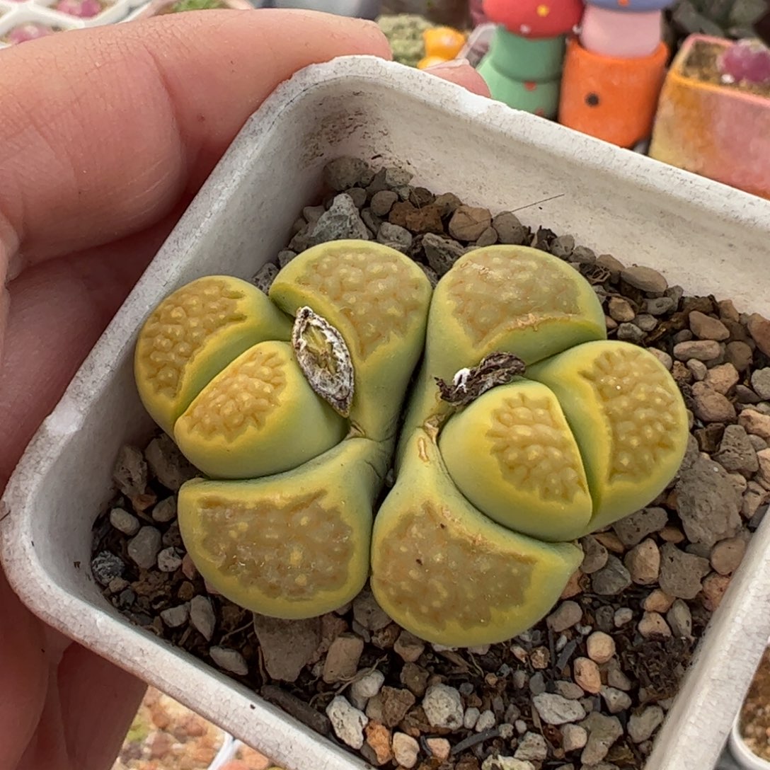 441多肉植物百科