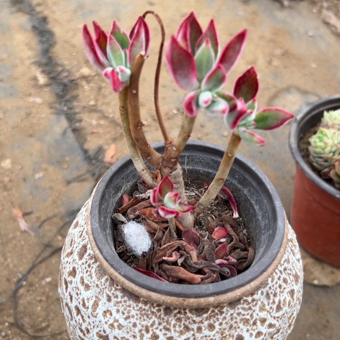 多肉植物多肉植物