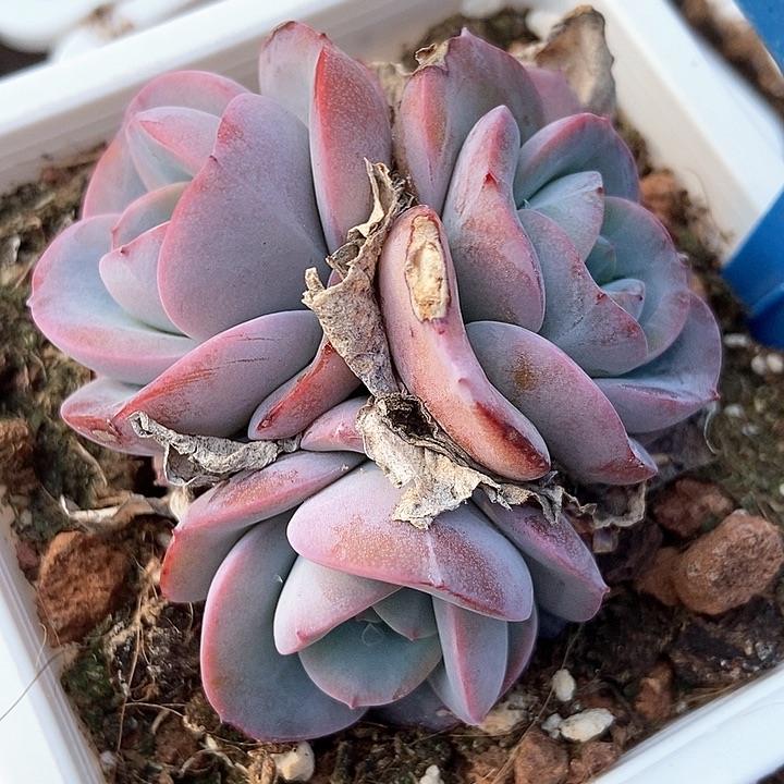 多肉植物布鲁兰2081