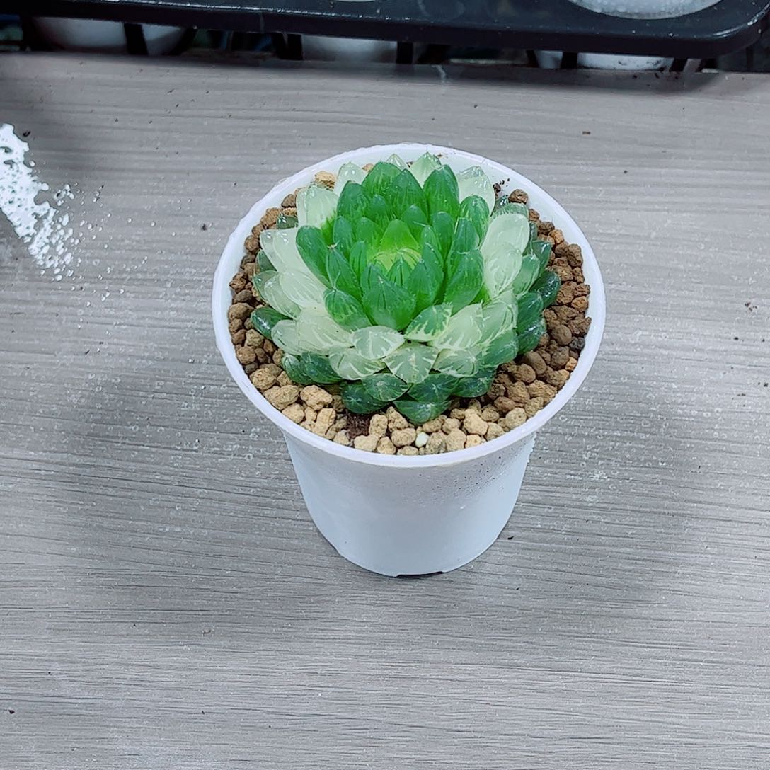 樱水晶玉露一勿一拍