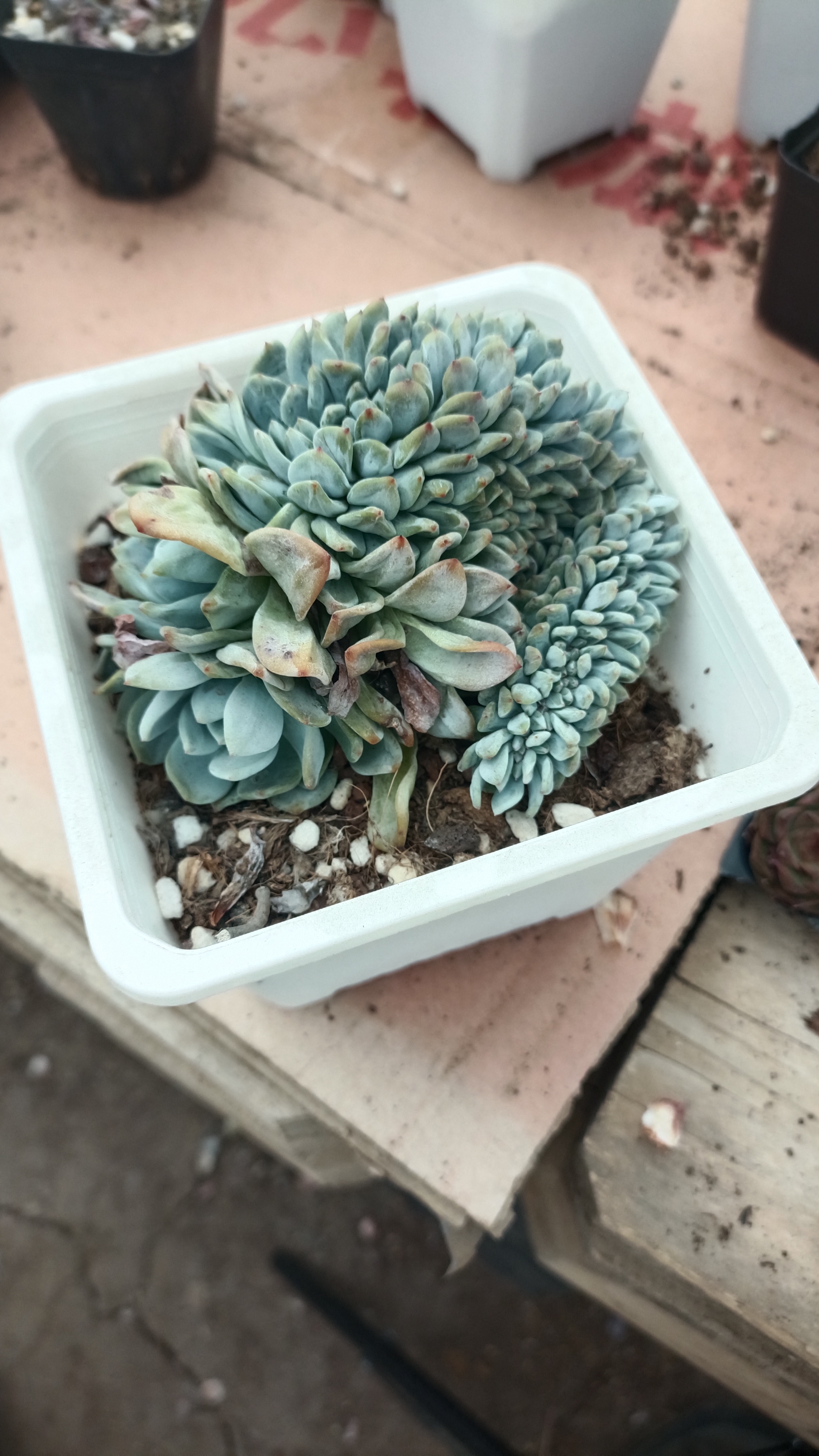 星影石榴籽缀化1棵多肉植物