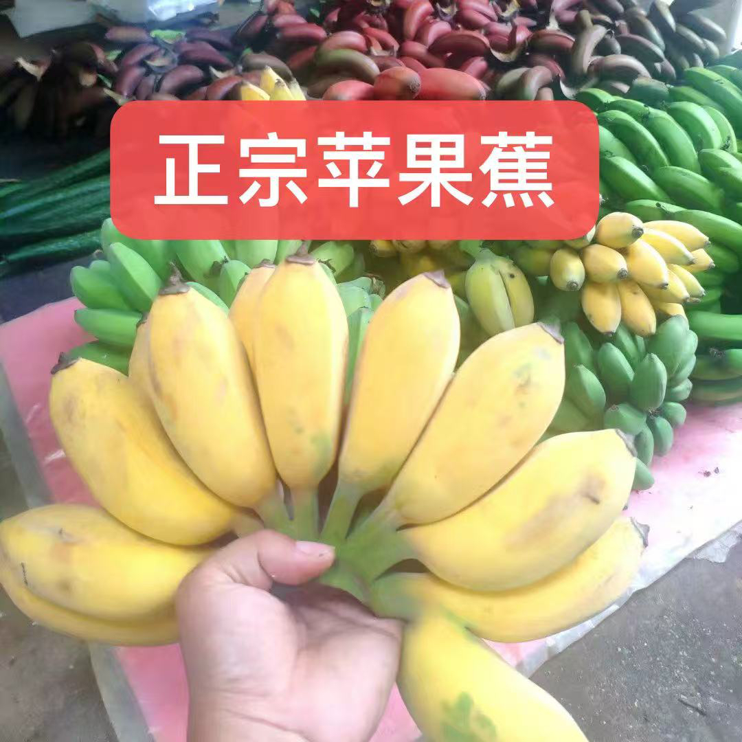 广西正宗苹果蕉当季新鲜水果现采现发香甜软糯青色发无任何添加剂