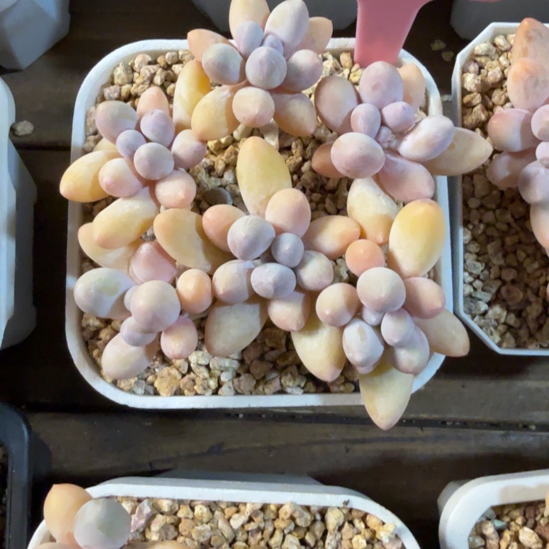 香水手指11111111111111111