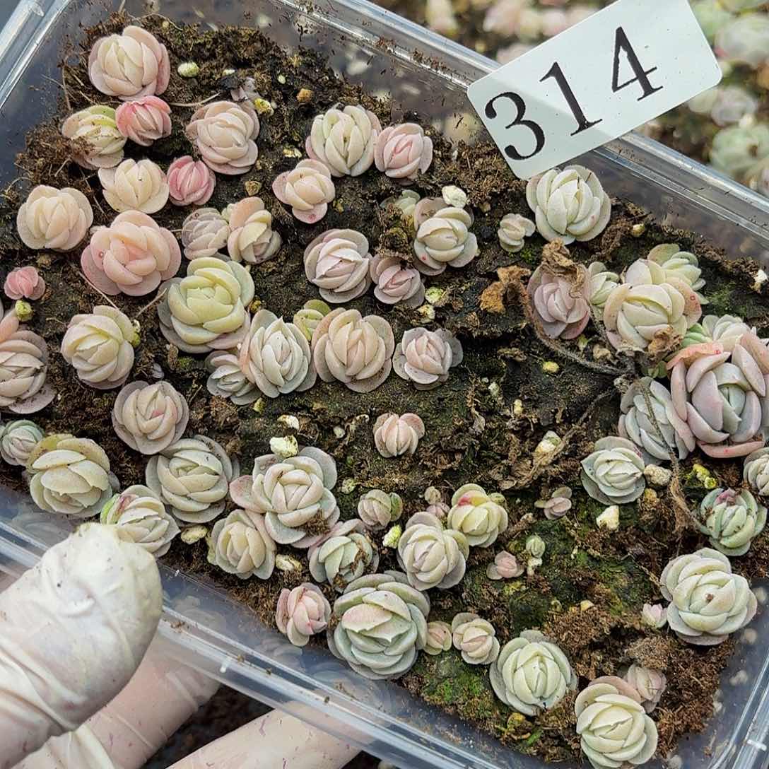 多肉植物多肉植物314