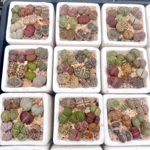 【特价福利】彩拼生石花陶瓷盆带盆带土室内阳台小型多肉植物盆栽