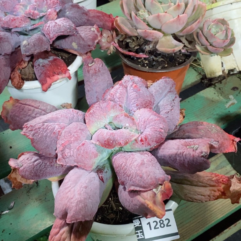 【闪购商品】蓝爵1282