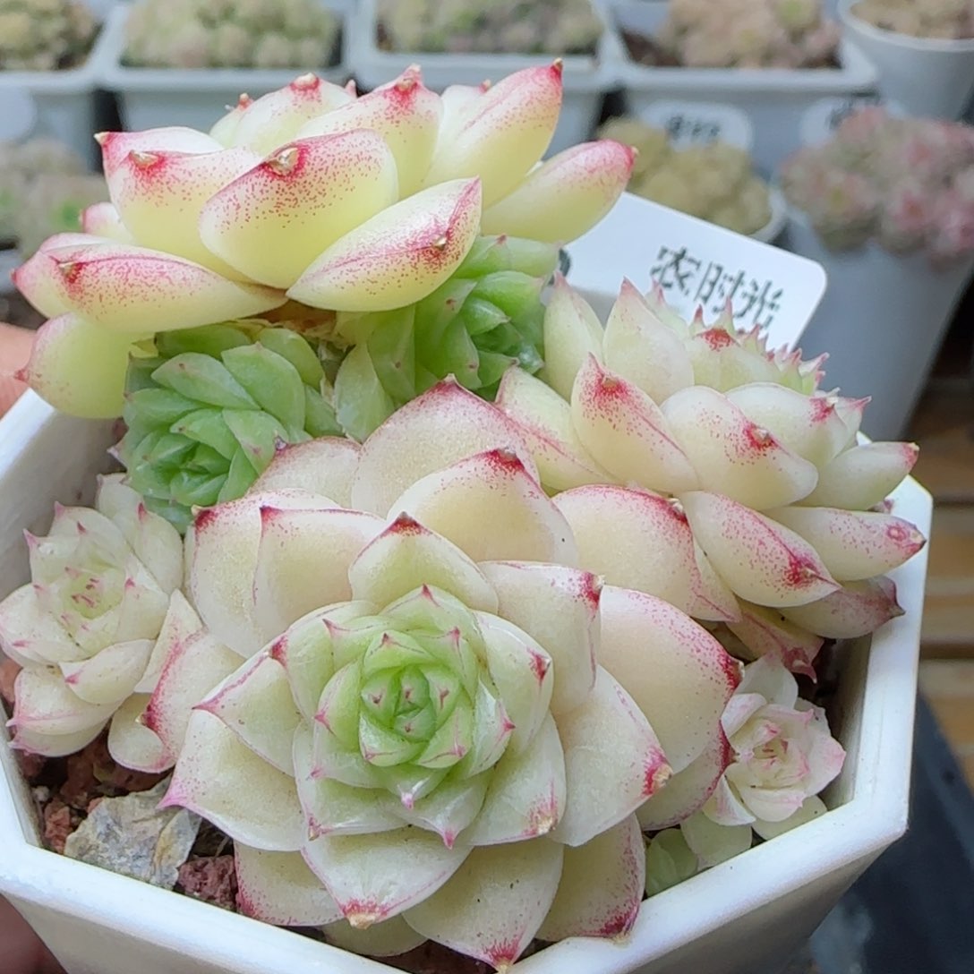 【闪购商品】0308-136（m1-437）