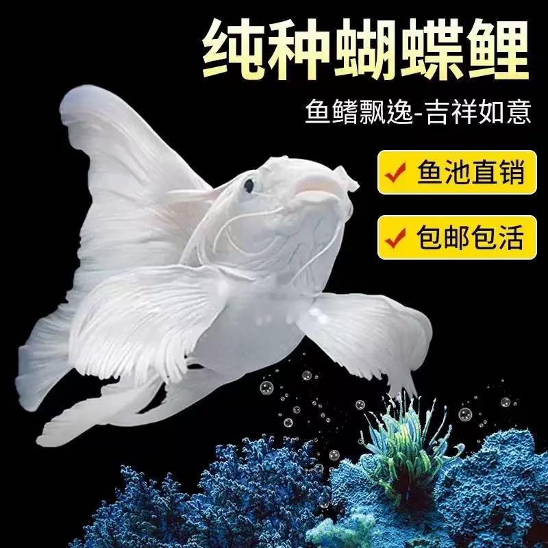 台湾蝴蝶鲤观赏鱼石膏白短身球体狮头长尾锦鲤鱼苗活体