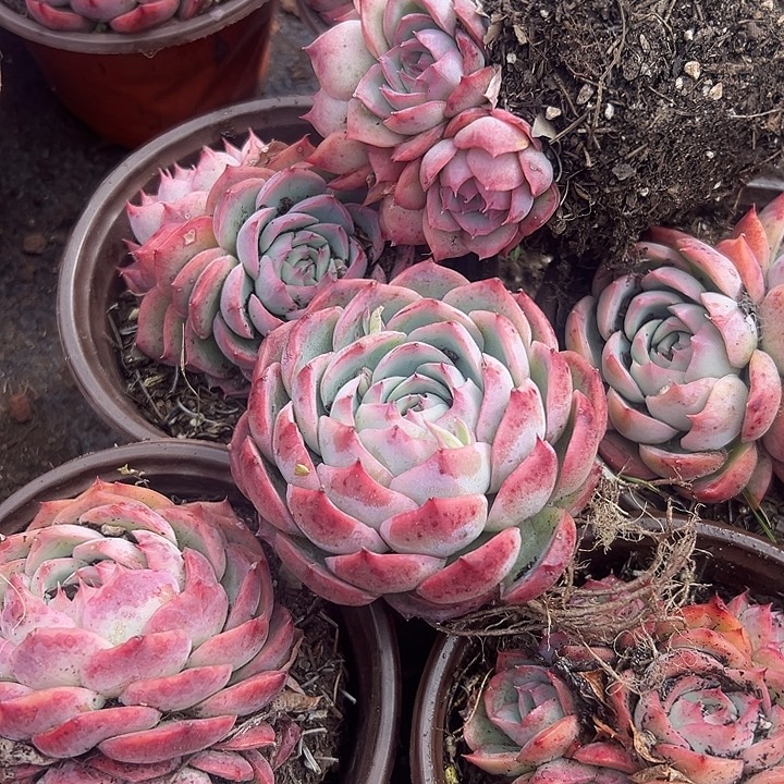 侧影10盆单群混发