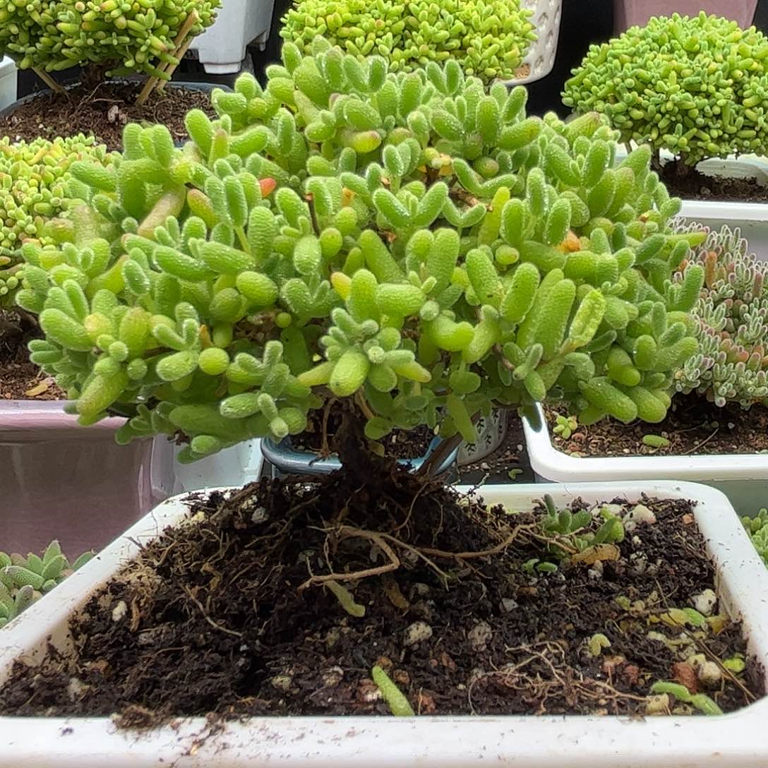 13蜜桔优选枝干番杏