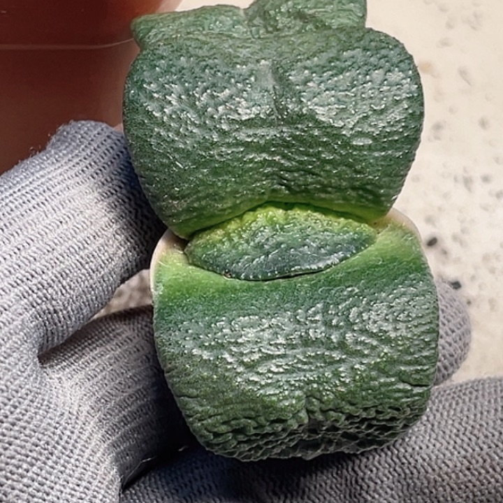 一物一拍卧牛隆骨卧牛
