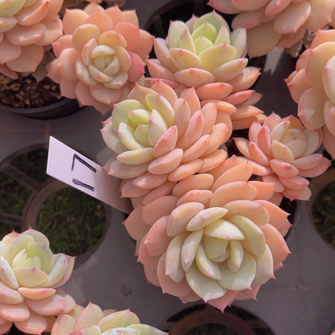 香玉的故事是一个人的