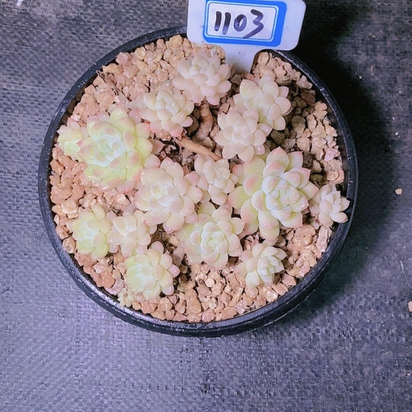 【闪购商品】T****1103寄养