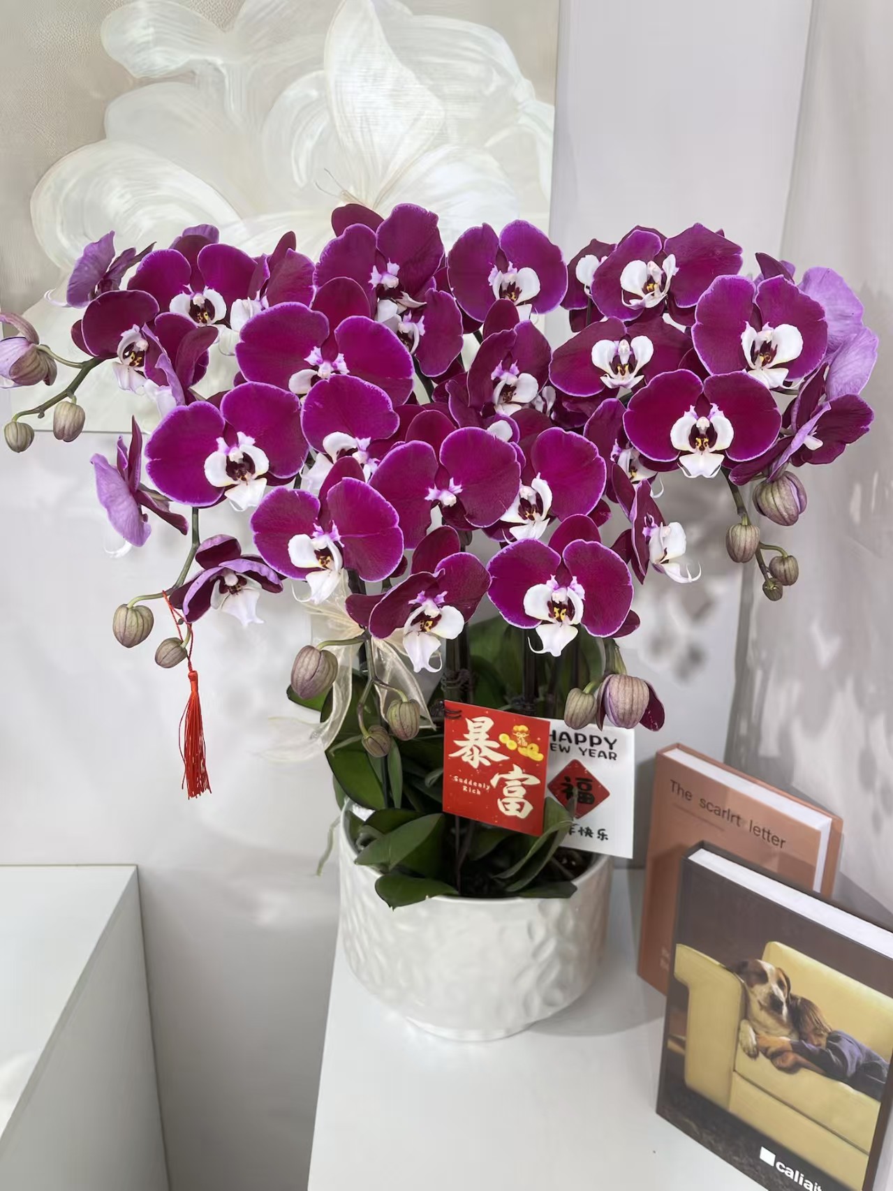 蝴蝶兰【米歇尔】鲜花盆栽室内观赏花花佛山基地直发好养易活