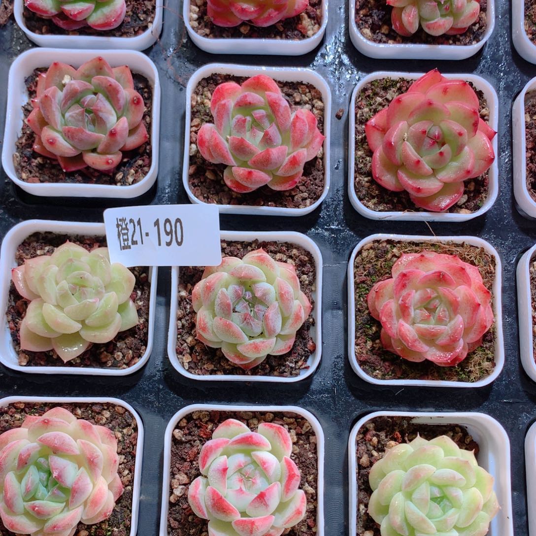 21-190一物一拍多肉带盆48颗