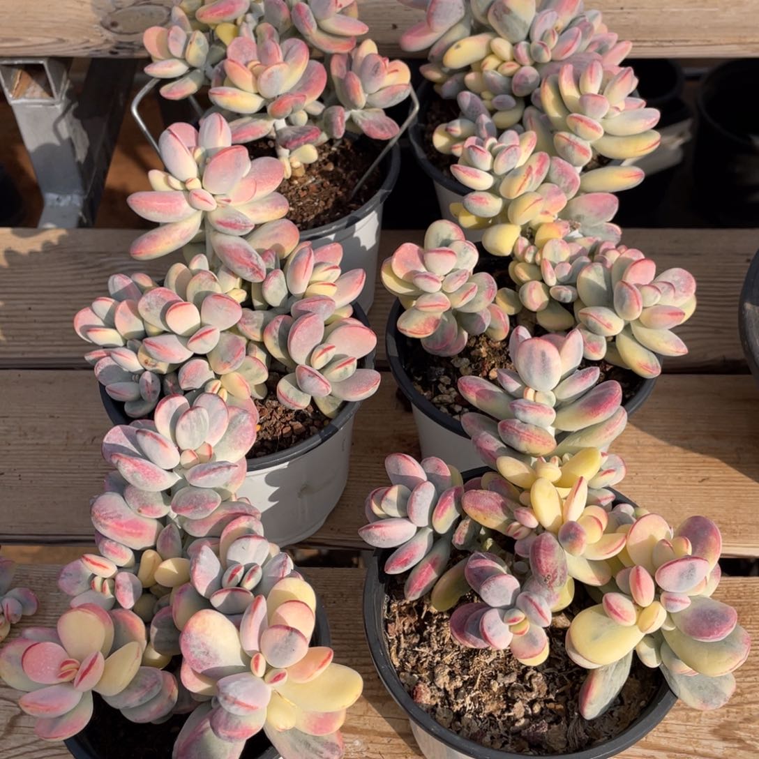 淘多肉乒乓福妉娘锦一个