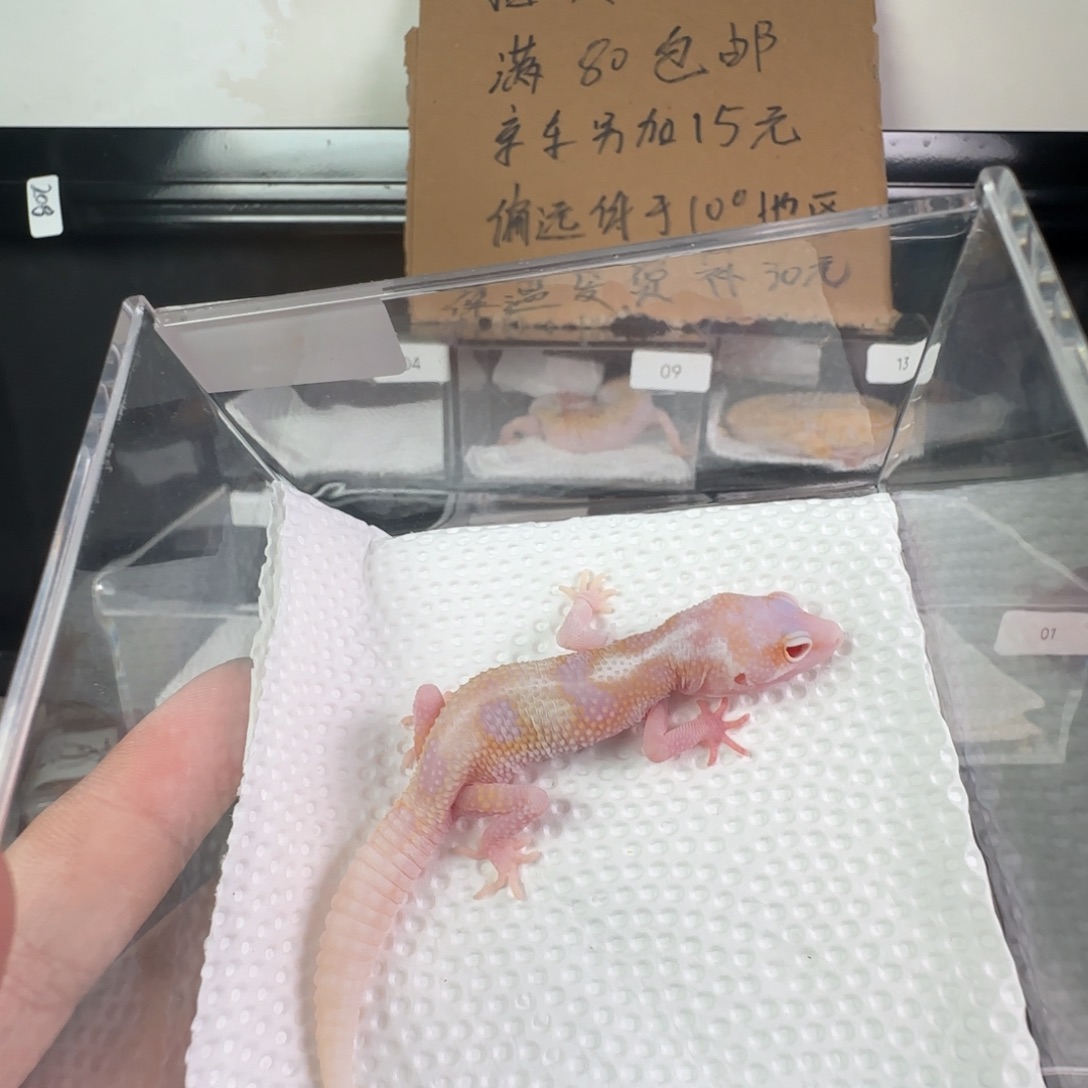 豹纹守宫雪花红眼