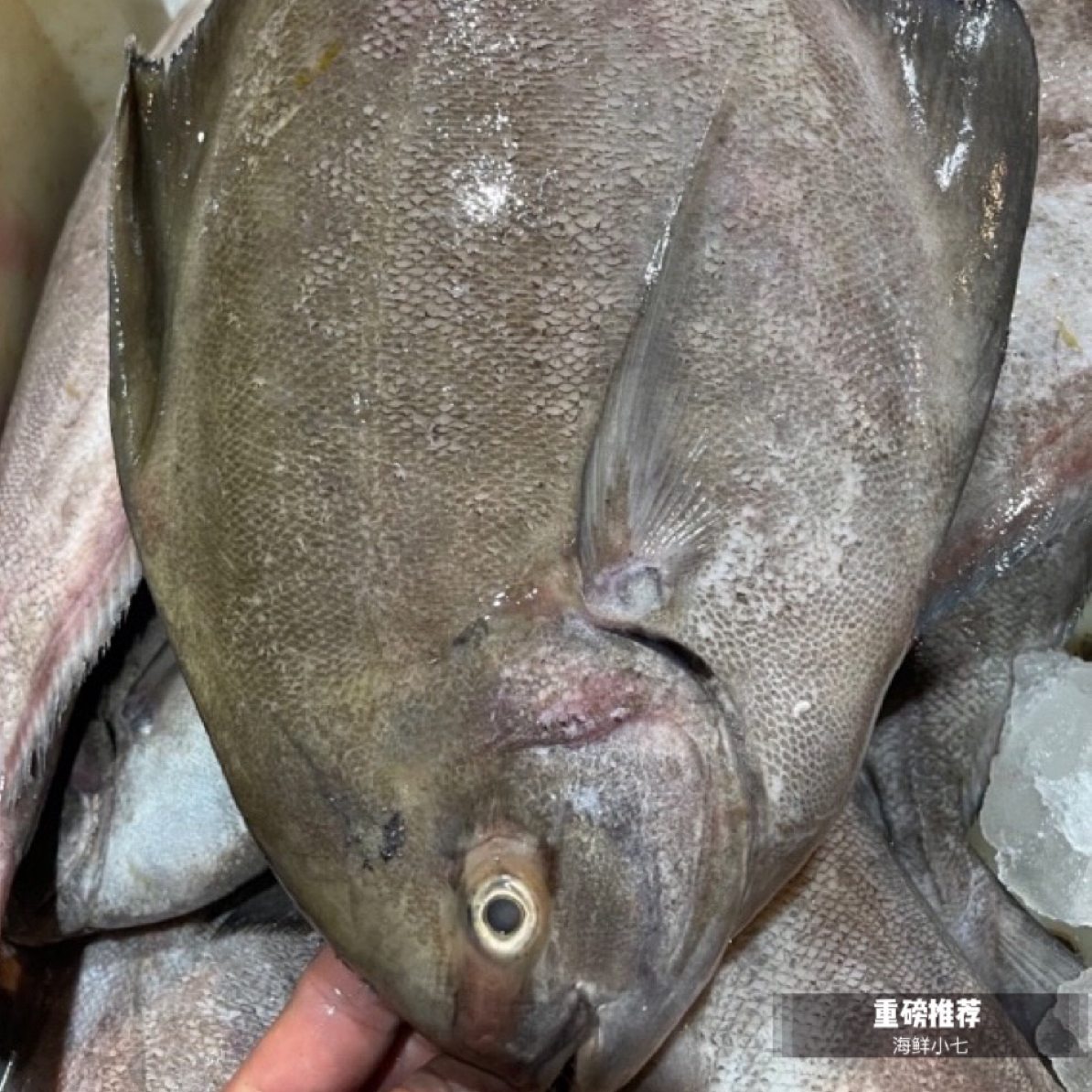 本港(海乌鲳鱼)新鲜到港 冷运到家