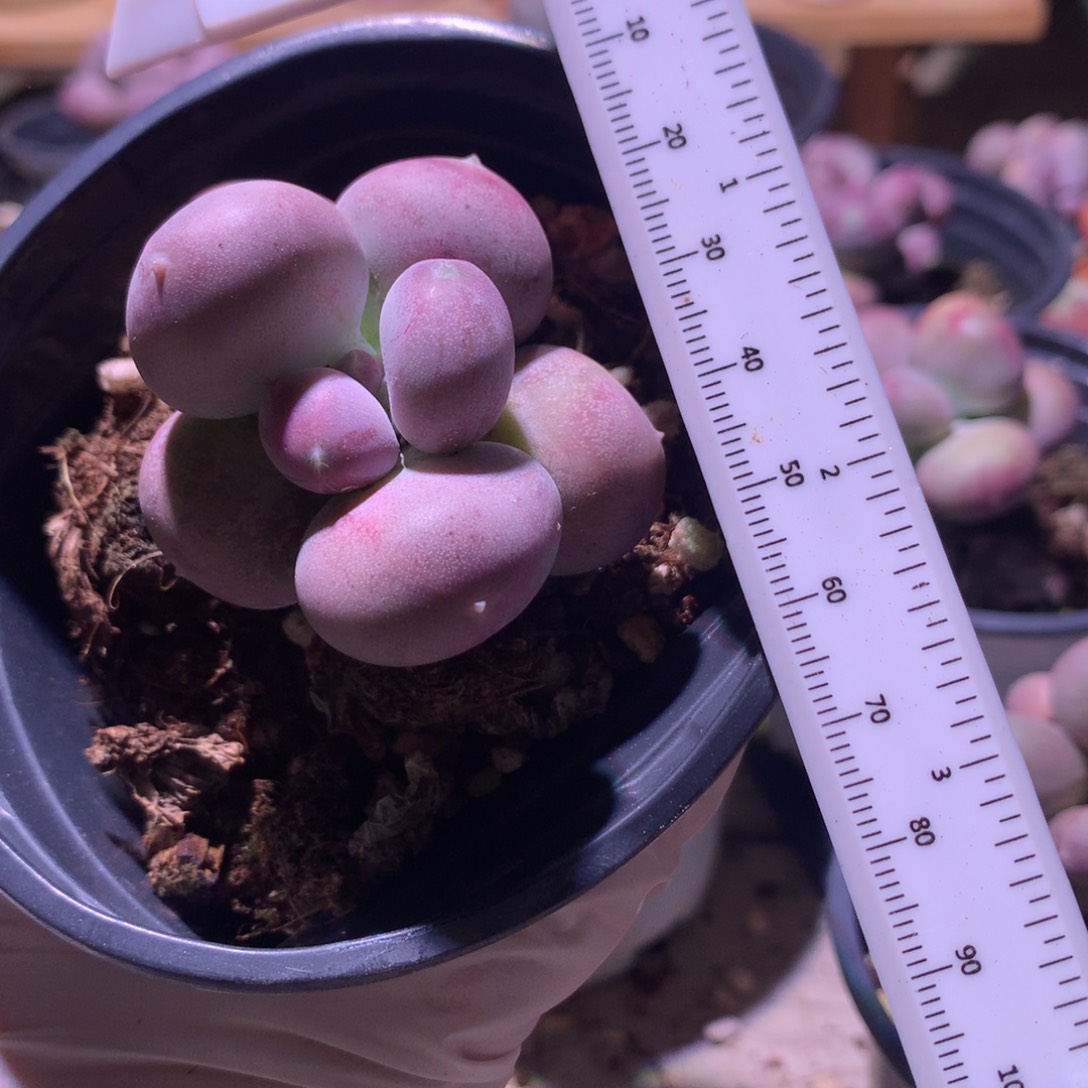 小屁桃奶酪多肉 小屁桃